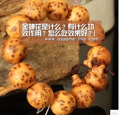 金蝉花是什么?有什么功效作用?怎么吃效果好?|AG地址(图2) AG百家乐